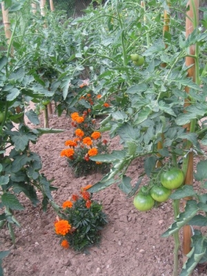 Les œillets d'Inde protègent les tomates