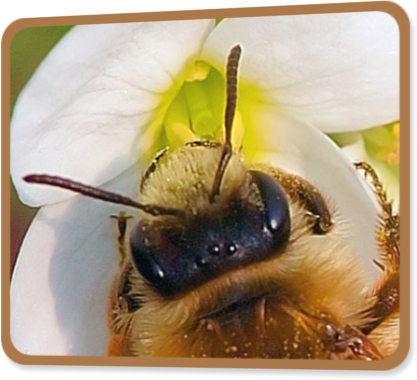 l'abeille est équipée de trois ocelles
